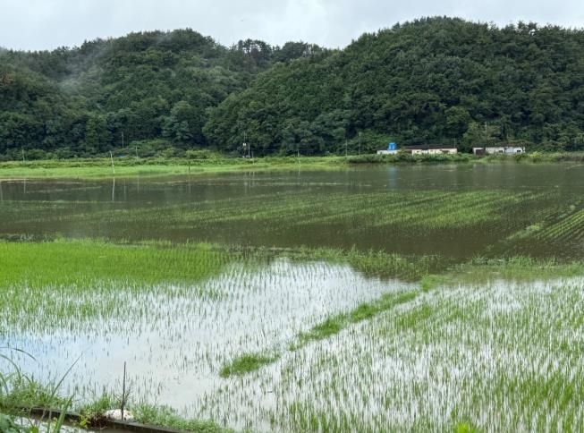 고성군, 집중호우 뒤 농작물 관리 기술 방법 안내