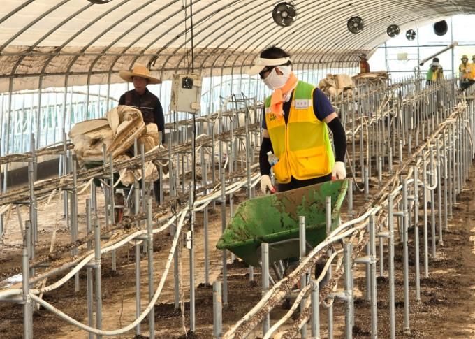 24일 긴급 파견된 자원봉사자들이 침수 피해를 입은 딸기 하우스의 폐기물을 정리하고 있다.