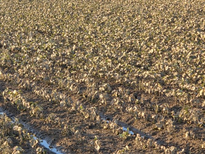 영광군, 논콩 재해보험 8월 8일까지 가입 독려