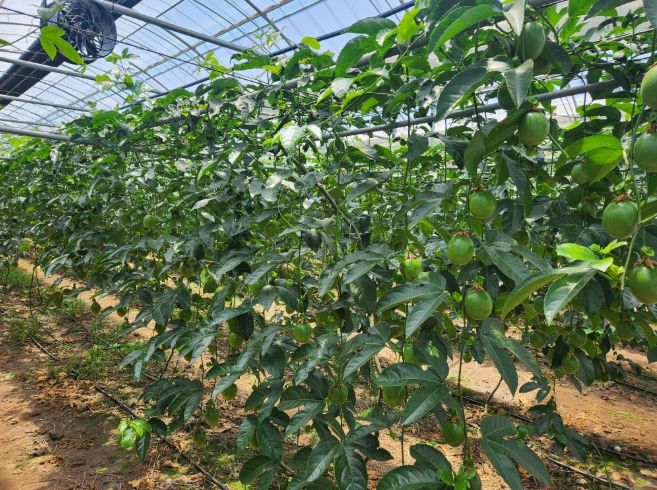 백향과 생육상황(순환펜, 차광시설)