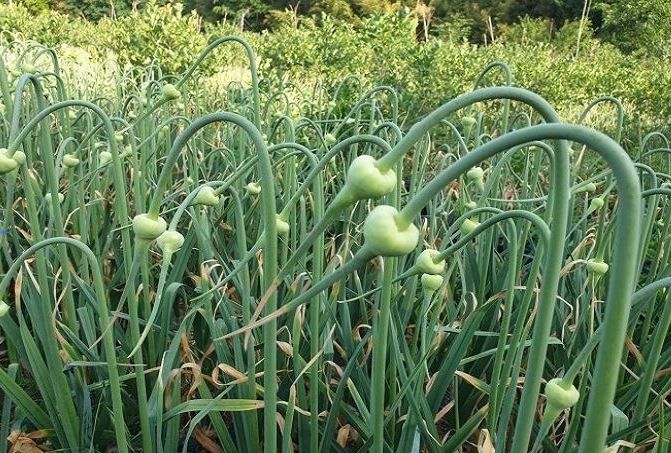 마늘 주아 구입 지원