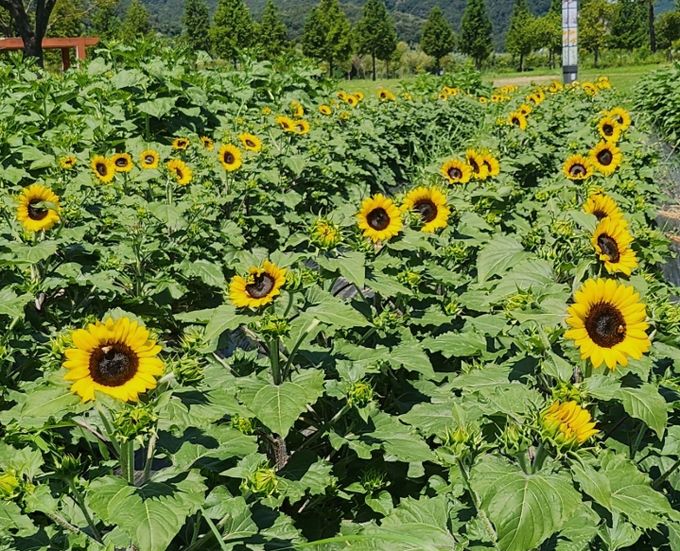 양산 황산공원 개화 시작한 ‘해바라기’ 즐겨요