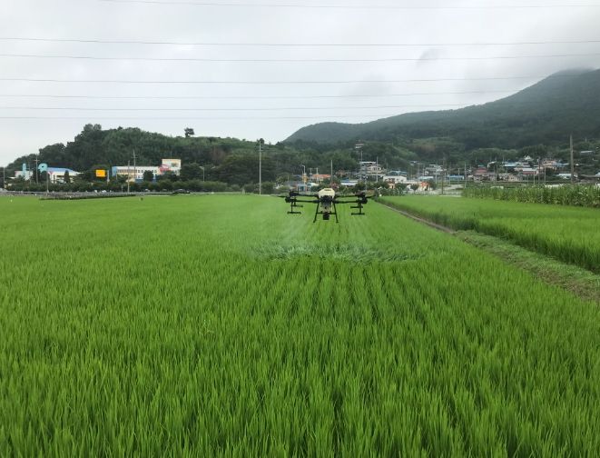벼 친환경 유기농 재배단지 항암 벼 생산 박차