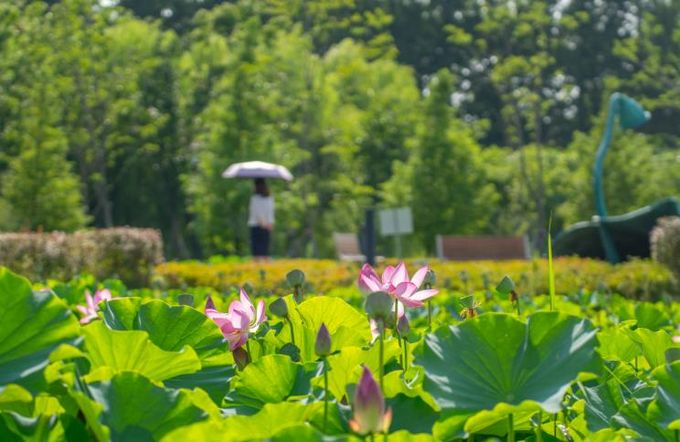 연암정원 연꽃
