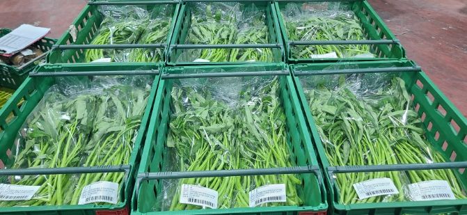 , 아열대 채소 공심채(空心菜) 탑마트 첫 납품