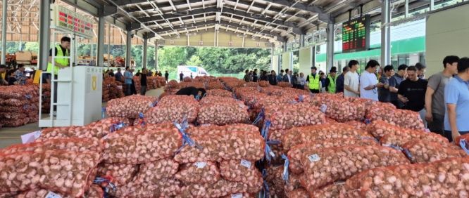 신녕농협마늘경매식집하장에서 마늘 경매가 진행되고 있는 모습