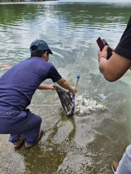 대청호 토종붕어 방류