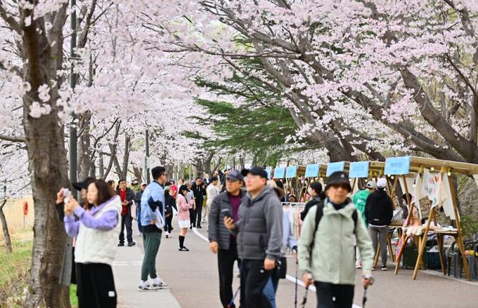 2분기 관광동향 관련(4월 영랑호 벚꽃축제 당시