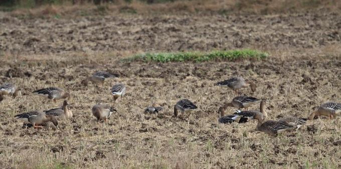 생태계서비스지불제 계약농경지에서 먹이활동을 하는 큰기러기