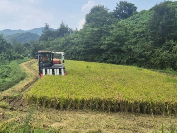 산청군, 올해 첫 벼 수확 차황면 백금택 농가 호우 이겨내고 결실