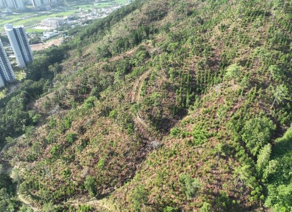 거제시, 2026년 조림사업 대상지 접수 시작