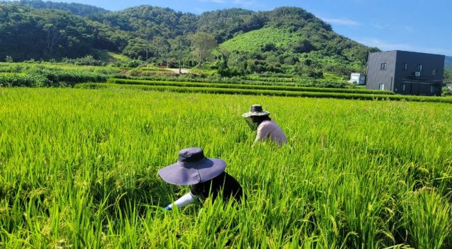 고온다습 속 벼 병해충 철저 관리 당부