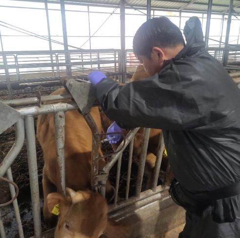 공수의가 구제역 발생 차단을 위해 구제역 백신 일제 접종을 진행하고 있다.