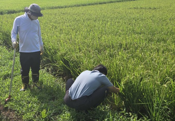 사천시, 생육 후기 ‘벼 병해’ 철저한 방제 당부