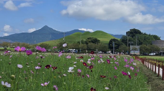 고성기월안뜰 경관농업 가을꽃축제 19일 개막
