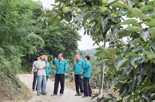 장금용 창원특례시장 권한대행, 북면 단감 농가 방문 등 현장 행정 강화
