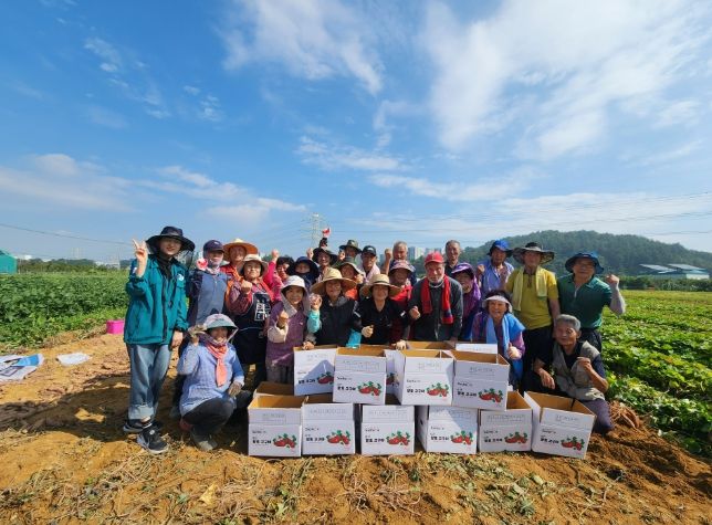 사천시농촌지도자회 『고구마(소담미)수확』 행사로 구슬땀