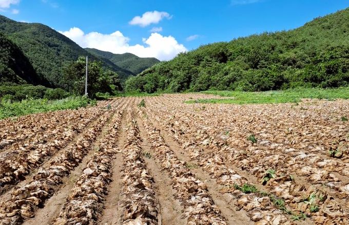 청송군, 봄배추 무름병 피해농가 지원