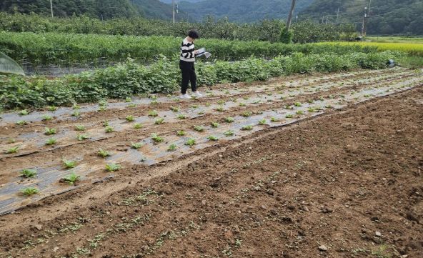 추계작물(무, 배추) 경영체 정보 변경신고제 운영