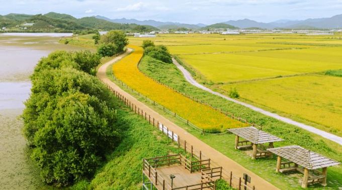창원시 주남저수지, 코스모스 꽃길 만개... 가을 정취 물들이다