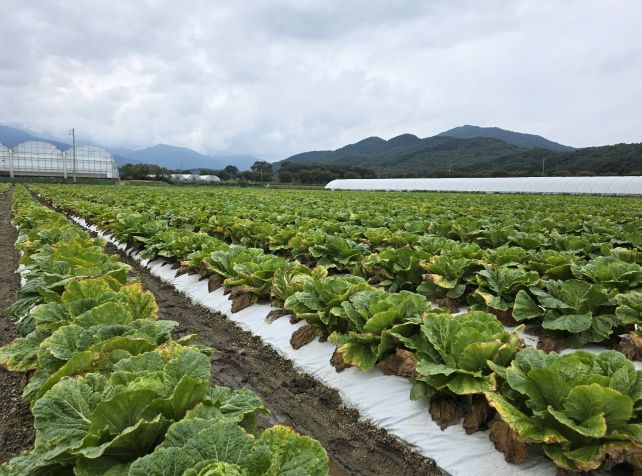 남원시 여름배추, 새로운 소득작목 가능성 확인