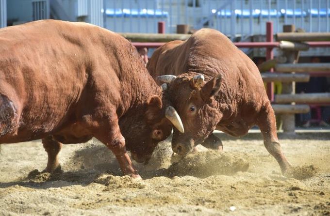 진주시, ‘제129회 진주 전국민속소힘겨루기대회’개최