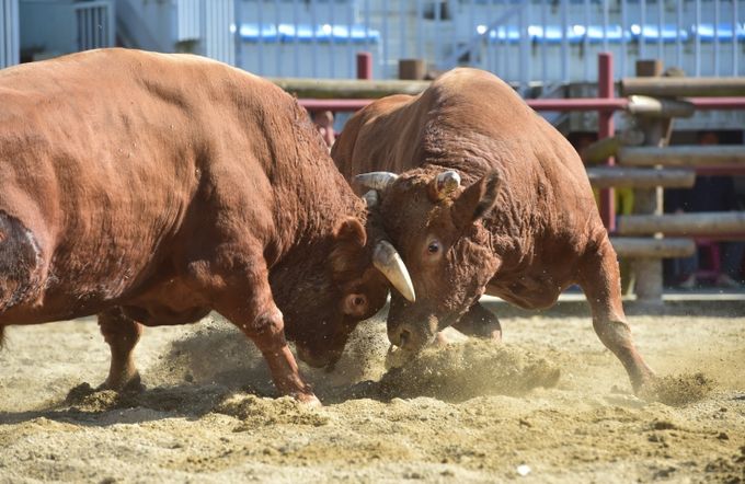 제129회 진주 전국민속소힘겨루기대회