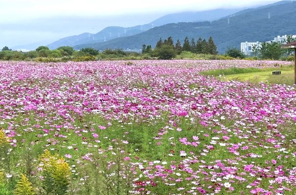 가을바람 따라 출렁이는 분홍빛 향연,