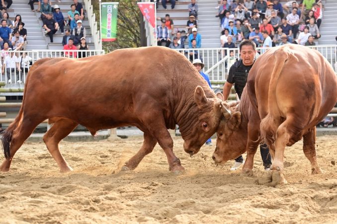 제129회 진주 전국민속소힘겨루기대회’