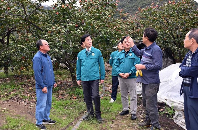 안병구 밀양시장, 상동면 떫은감 탄저병 피해 현장 방문