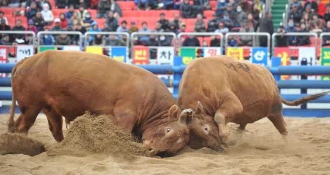 2025년 청도군 전국 민속 소싸움대회 개최