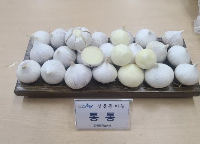 증평군, 신품종 마늘 '통통' 보급…농가 소득작목 육성 박차