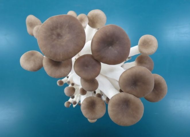 융합버섯 ‘새느’