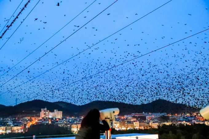 2만여 떼까마귀 장관에 철새홍보관 야외 전망대·포토존에 관람객 발길