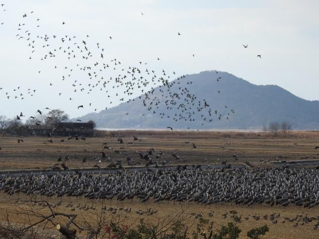 ‘순천만 흑두루미 연구’ 국내 최초 국제 학술지(SCIE) 등재