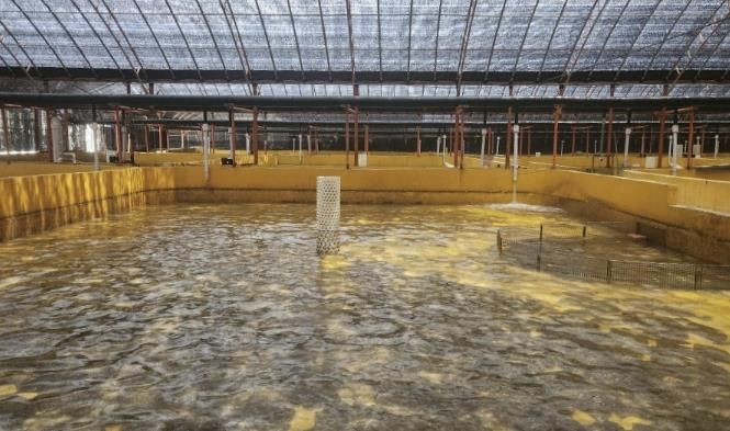 완도 광어 양식장