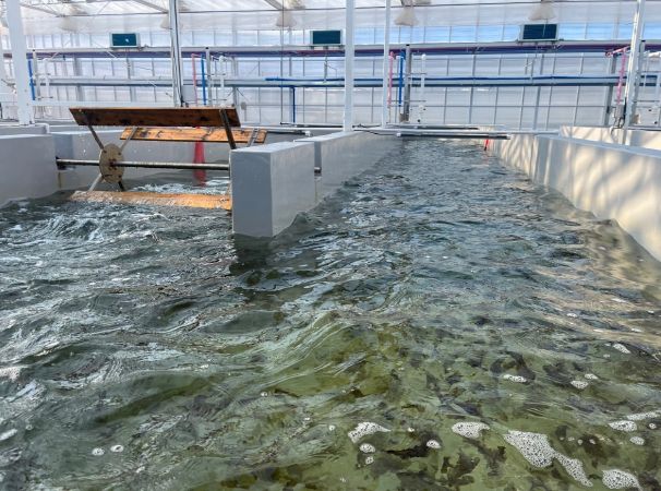 육상 김 양식(수로형 트랙 수조)