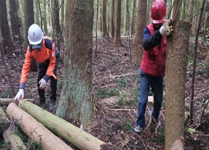 건강한 국유림 조성사업