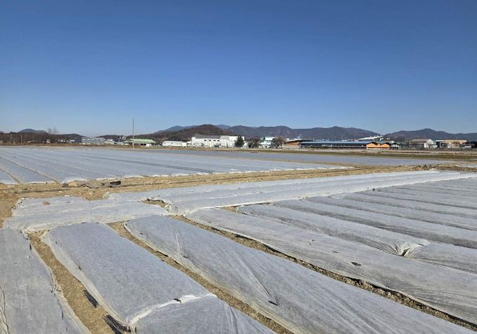 한파에 대비해 부직포를 덮어놓은 마늘밭