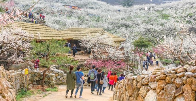광양매화축제 ‘2026년 전라남도 대표축제’ 선정...4년 연속 쾌거 - 관광과(매화축제전경)