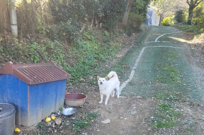 김해시, 2026년 마당개 중성화 지원사업 추진