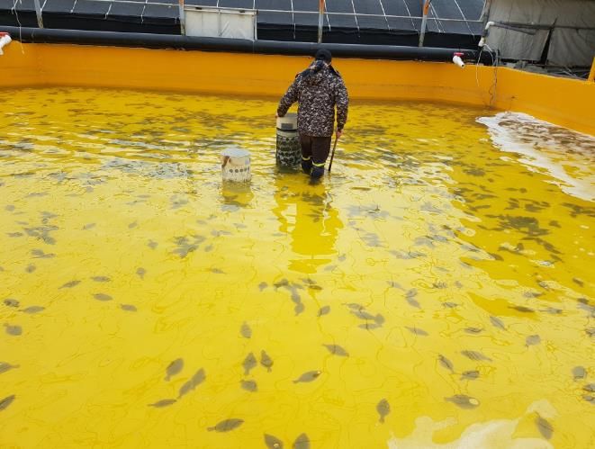 양식어가 사진 (넙치).