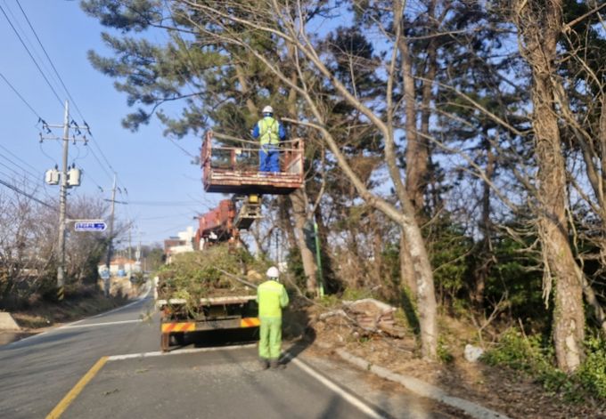 통영시, 가로수 정비사업 “안전과 미관 두 마리 토끼 잡는다”