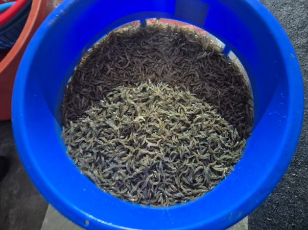 ‘녹조를 사료로’ 전북자치도·국립생태원, 토하 친환경 양식기술 특허 3건 공동 출원