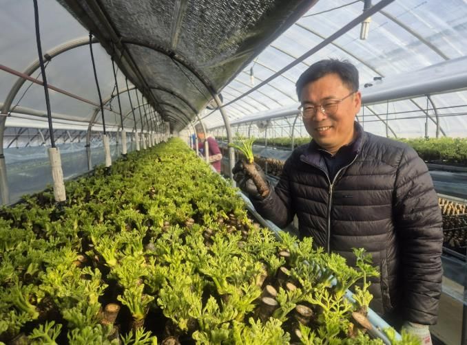 봄나물 두릅 겨울에도 맛본다… 청주시 기술지원으로 조기출하