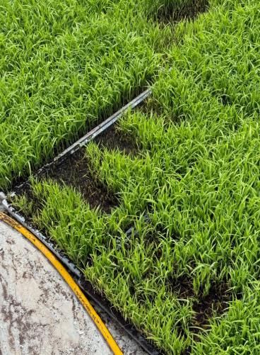 고성군, 자가채종 벼 발아검사 지원