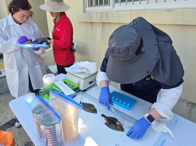 수산생물 질병 예찰·검사 사진 -넙치 질병 검사