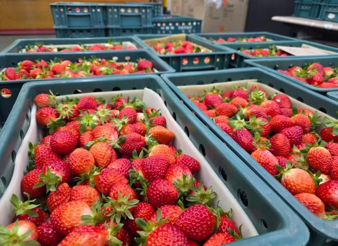 남원 설향딸기 올해 홍콩으로 첫 수출 !