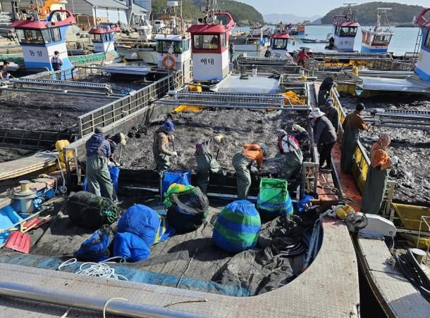 고흥군, 물김 위판액 ‘3년 연속 2천억 원’ 돌파