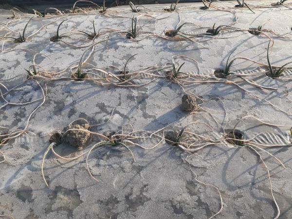 건조한기상으로인해잎이많이마른양파